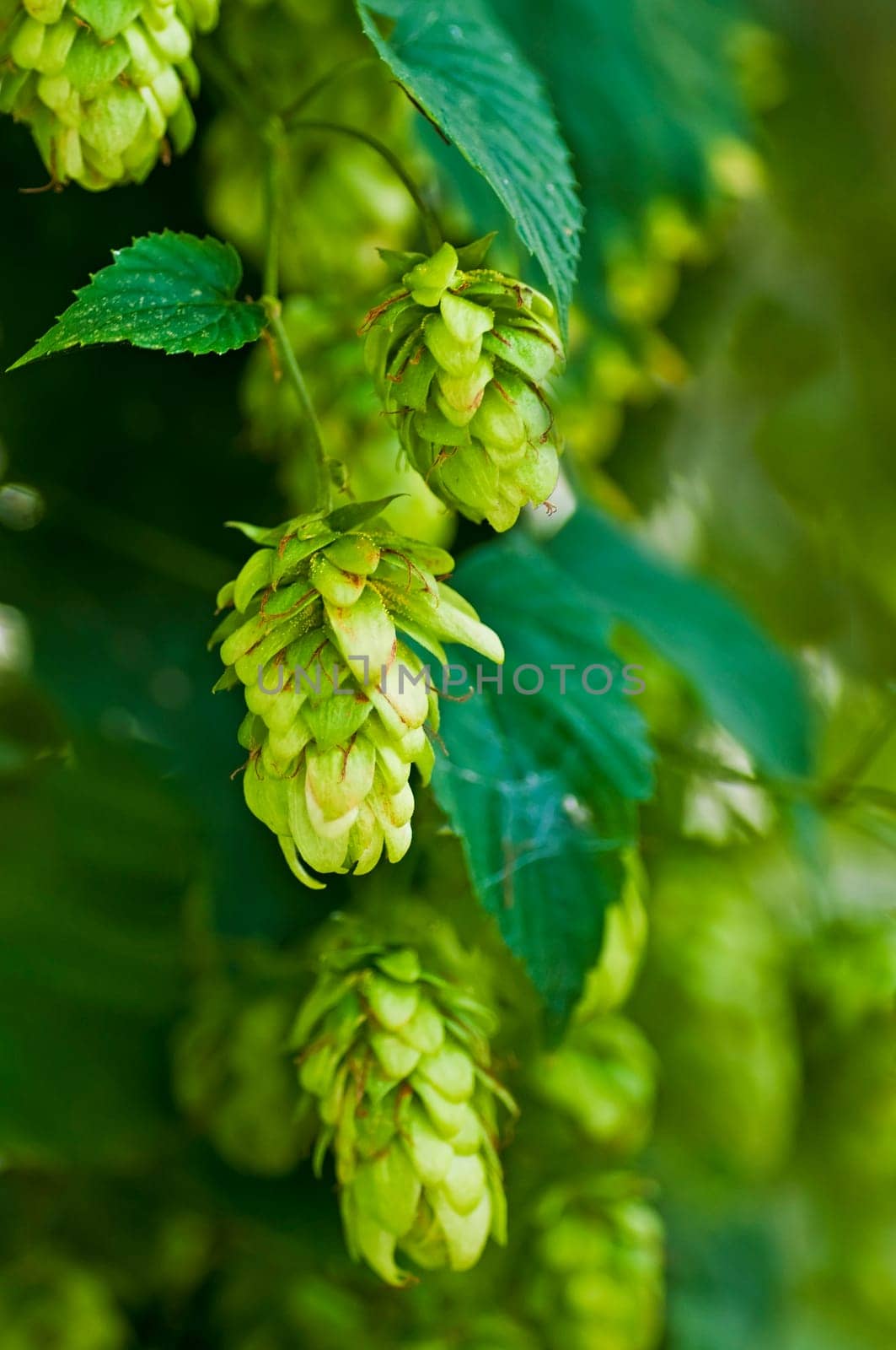 Hops