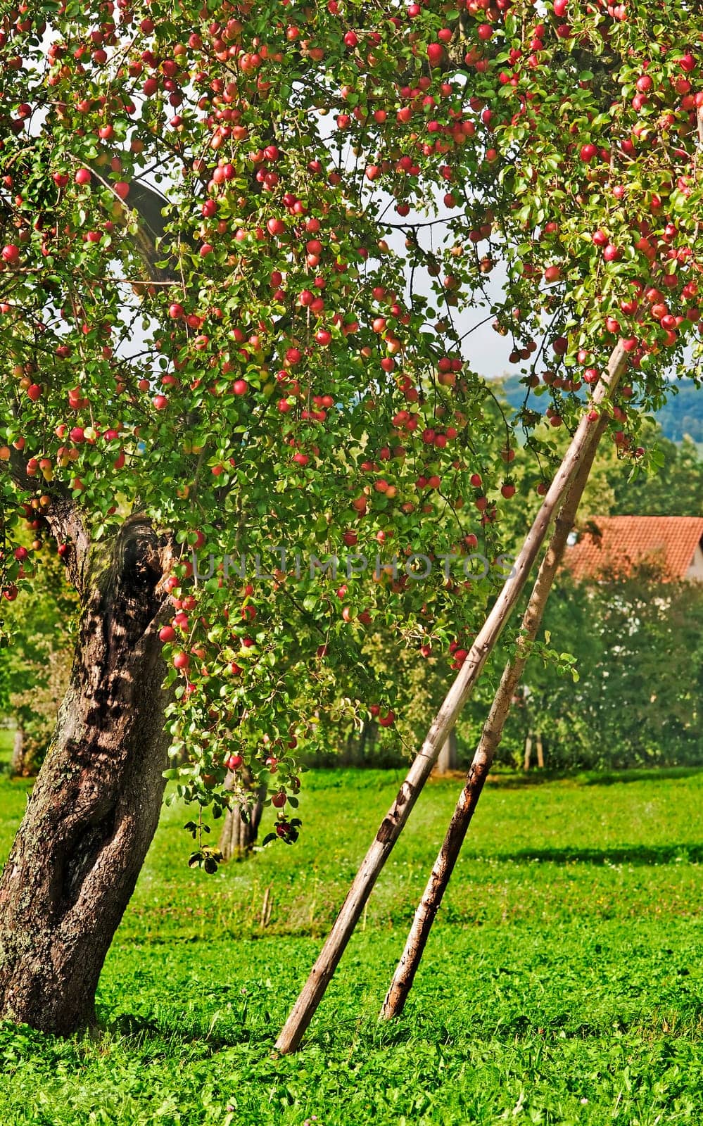 Apple tree