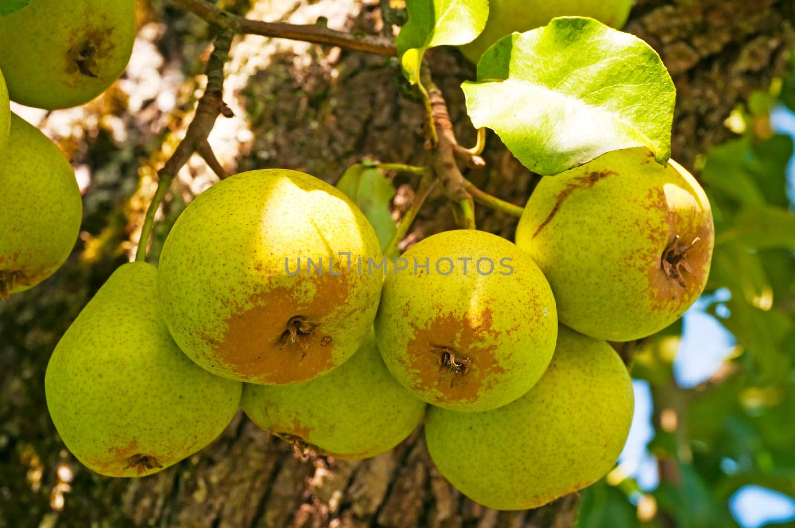 Cider pear