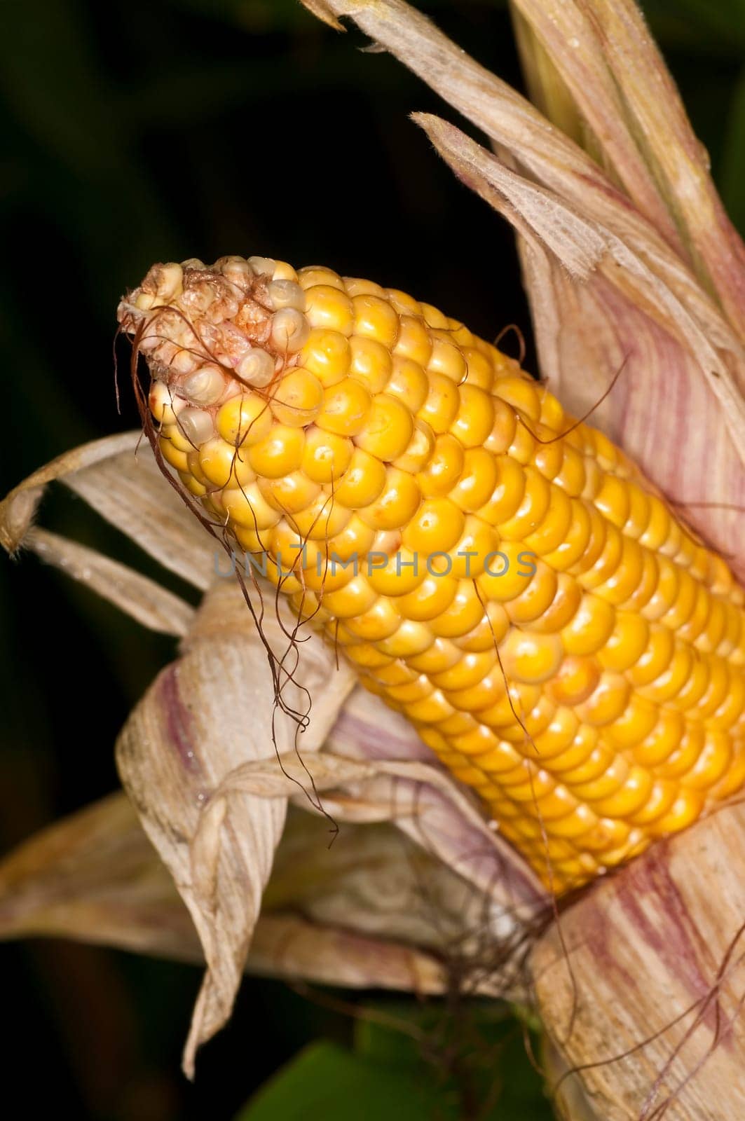 Corncob