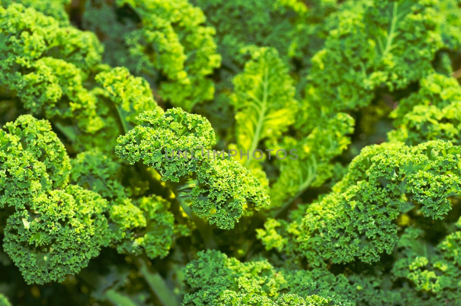 Kale