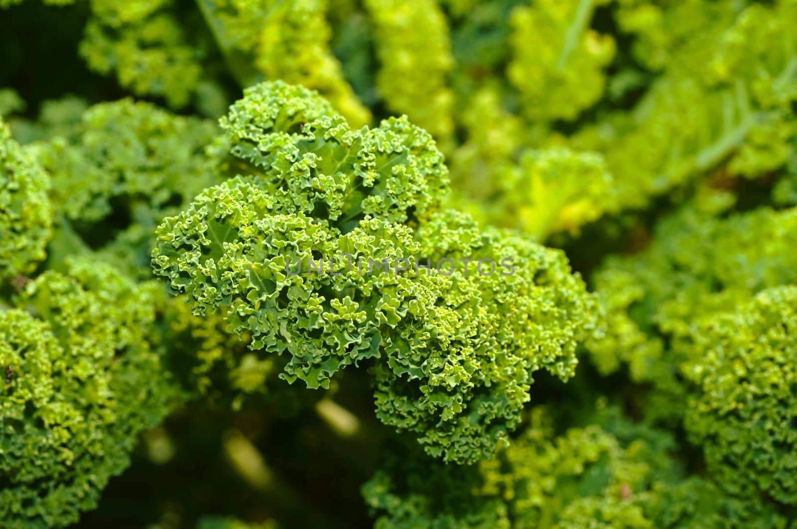 Kale