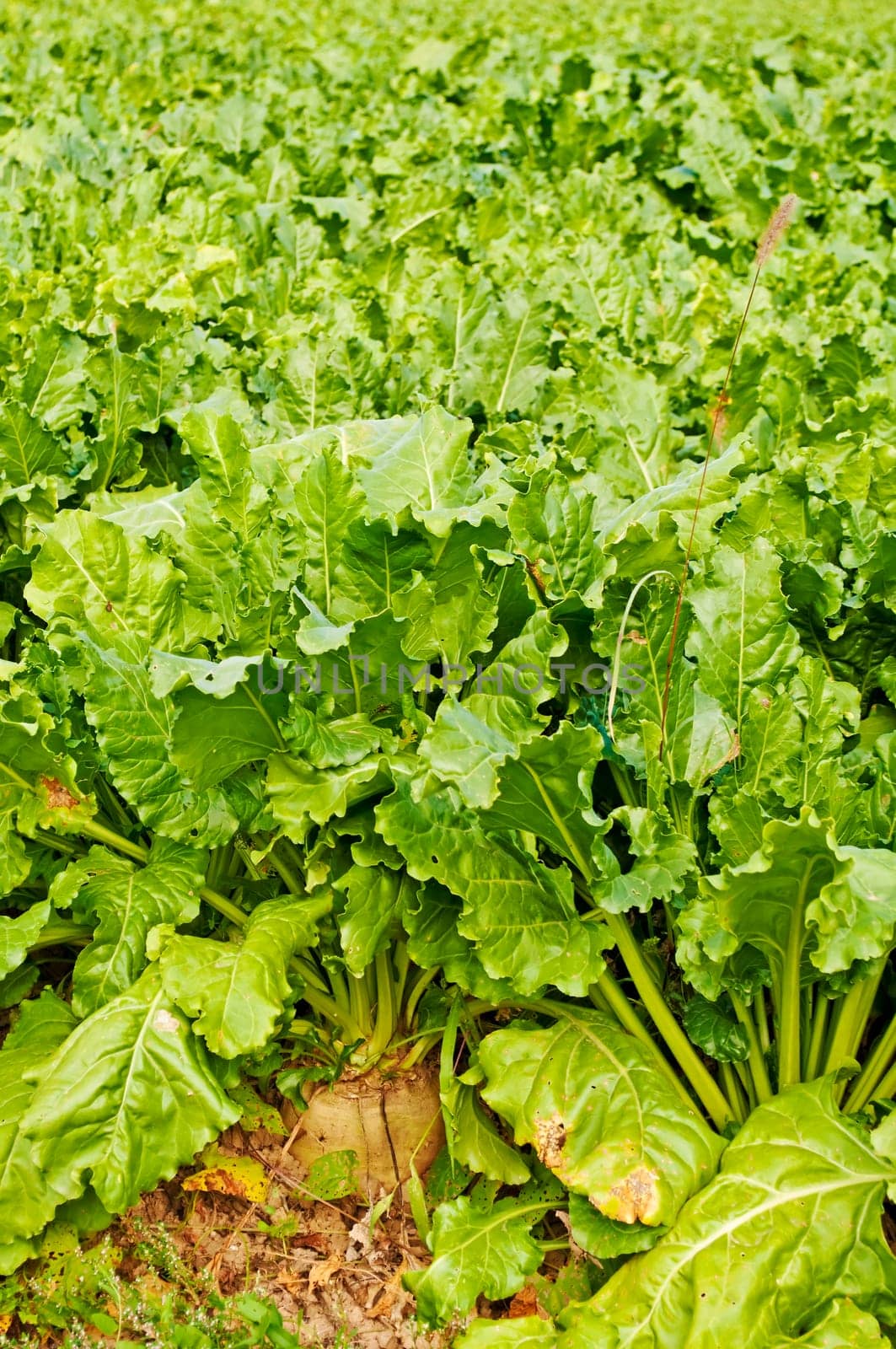 Sugar beets
