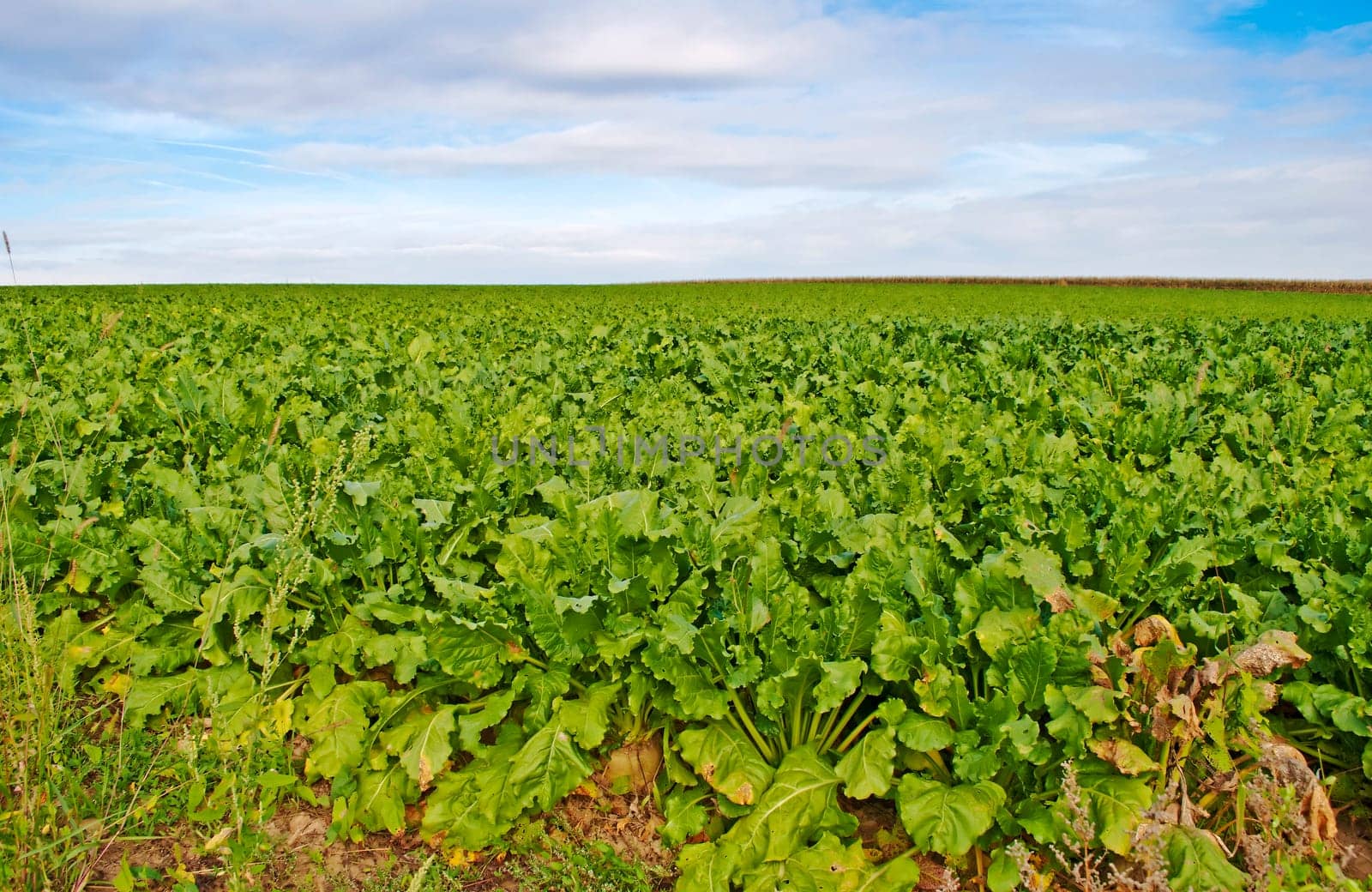 Sugar beets