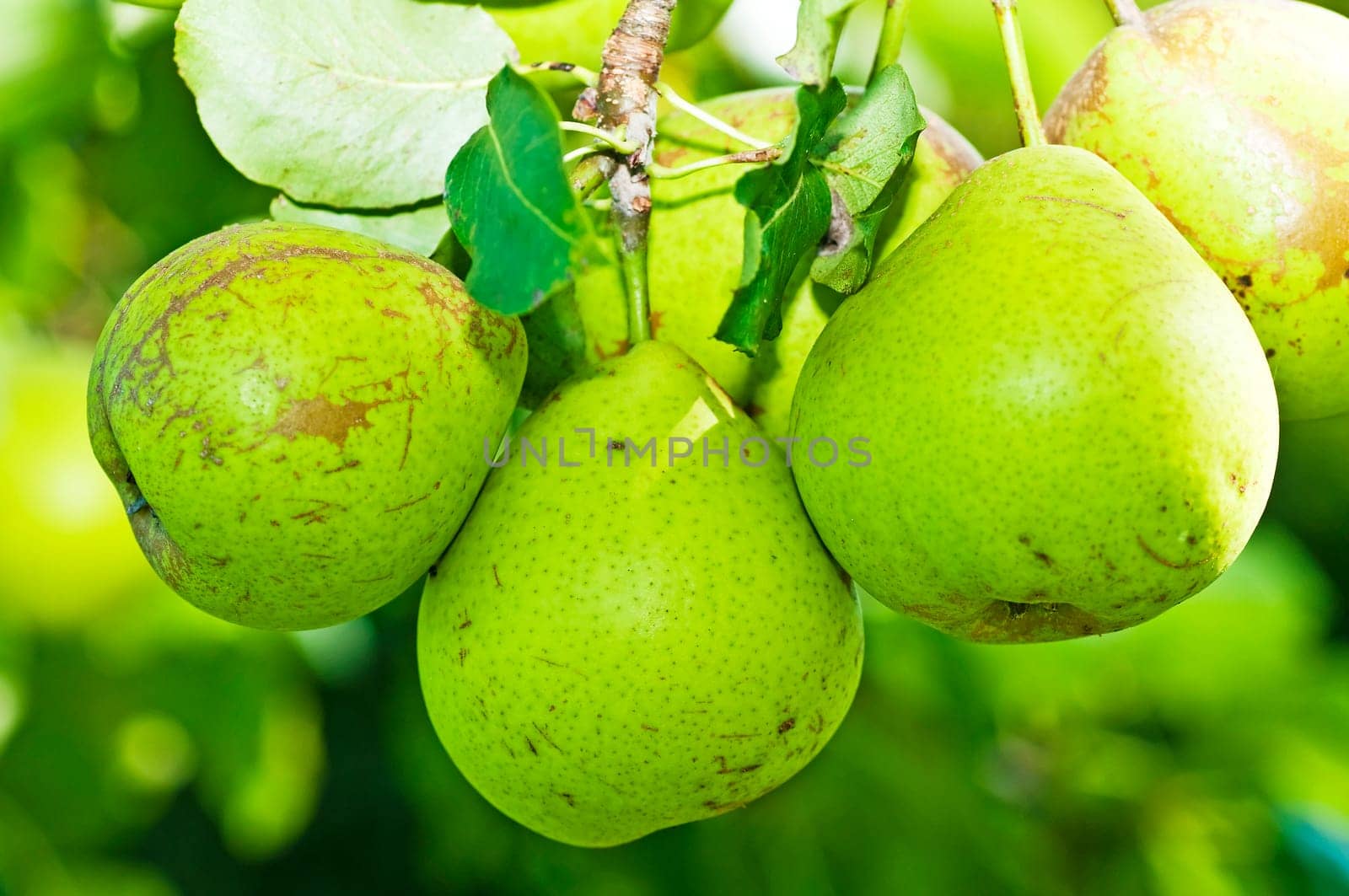 Cider pear