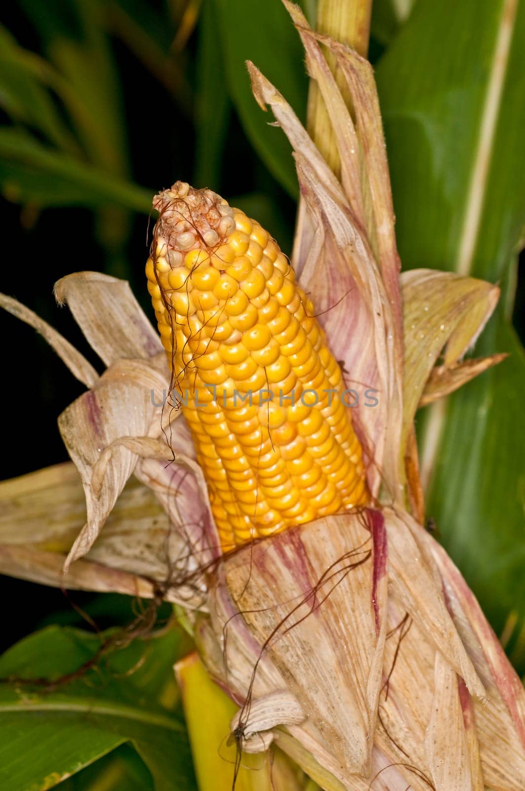 Corncob