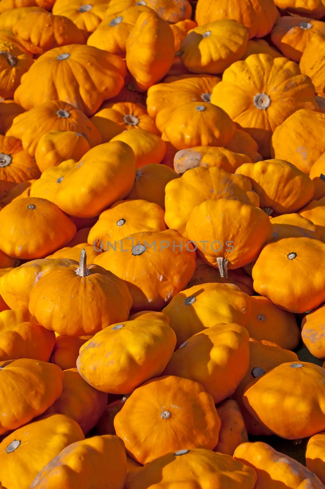 Pumpkin Patisson