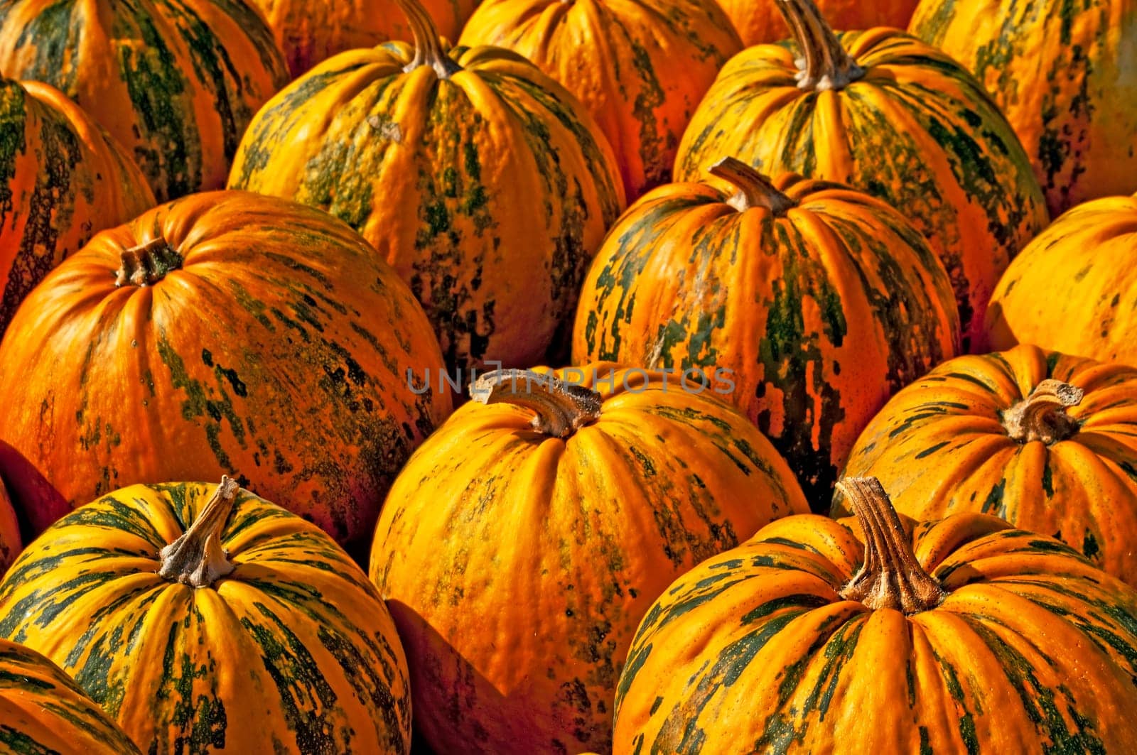 Oil pumpkin