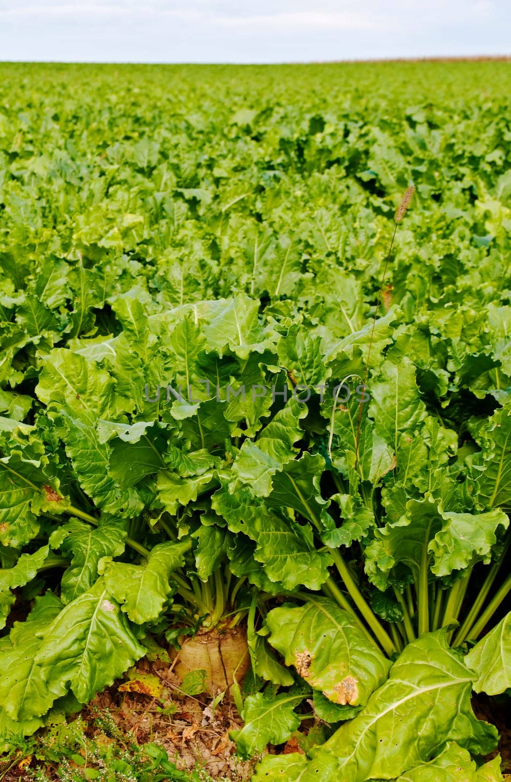 Sugar beets