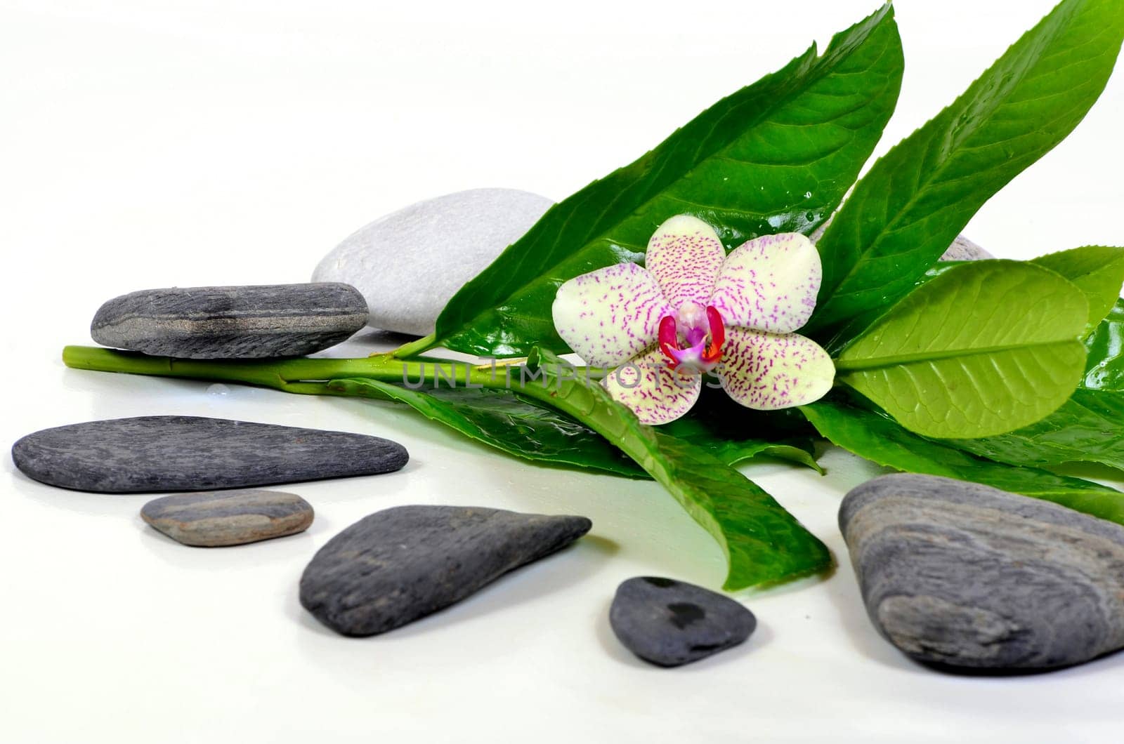 Wellness Gong Stones Massage
