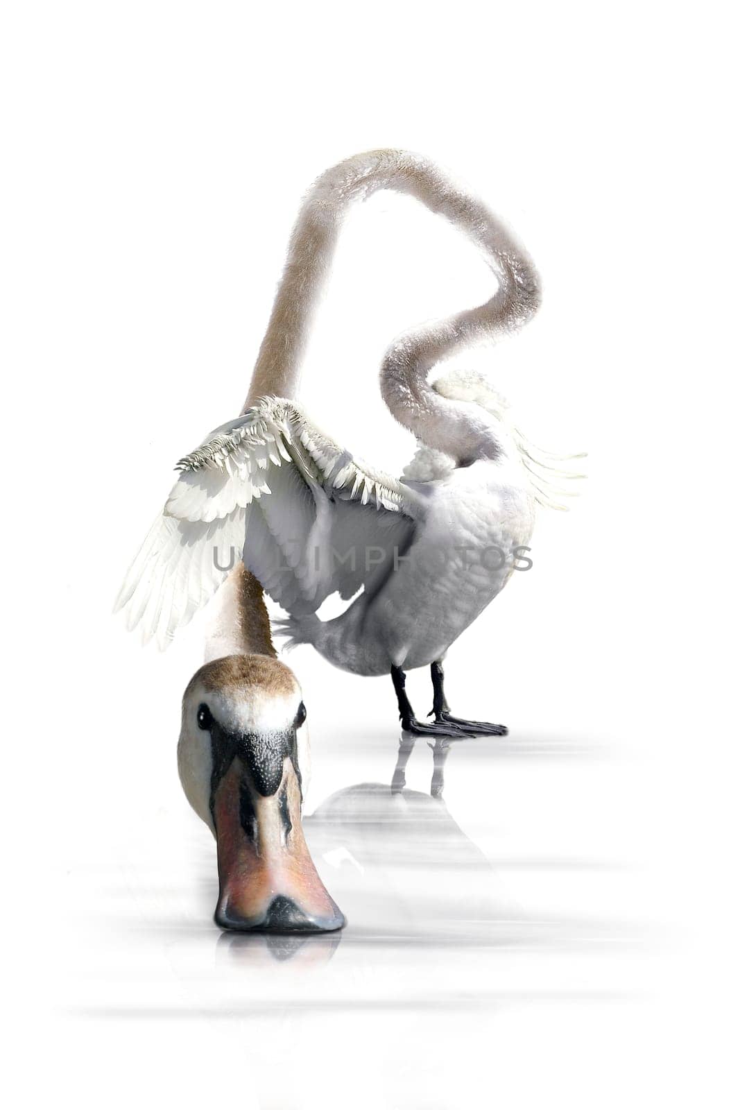 Long-necked swan
