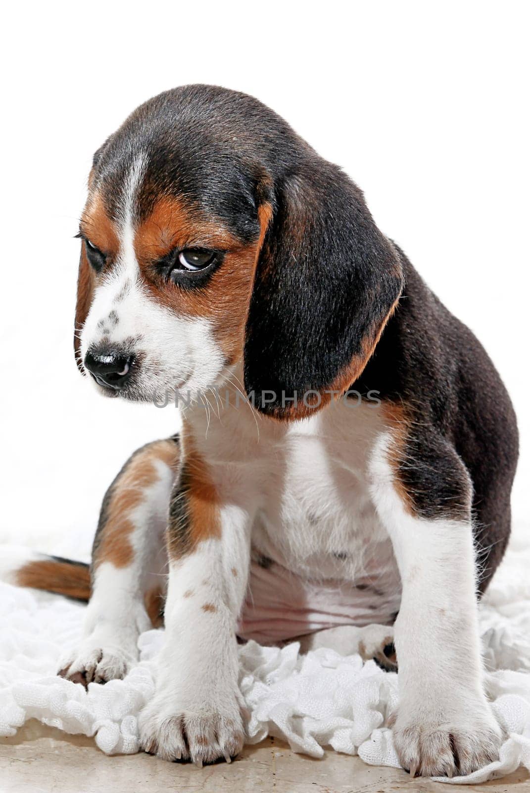 puppy dog with attitude