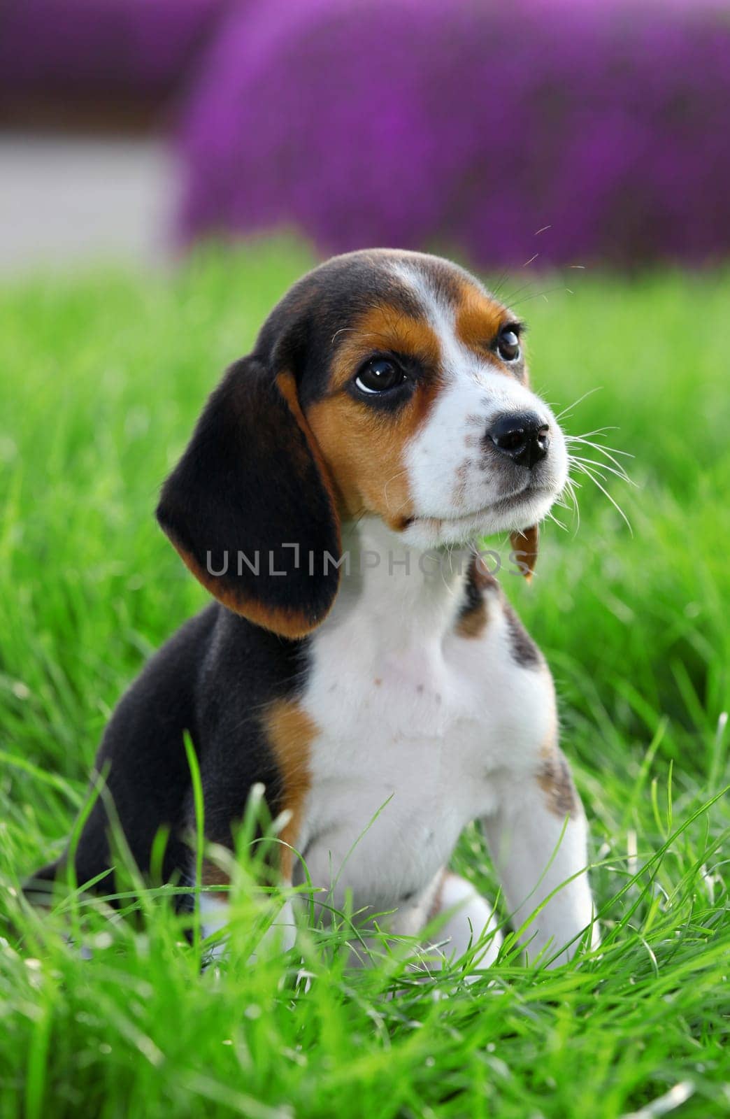 pedigree beagle dog playing outide in the grass