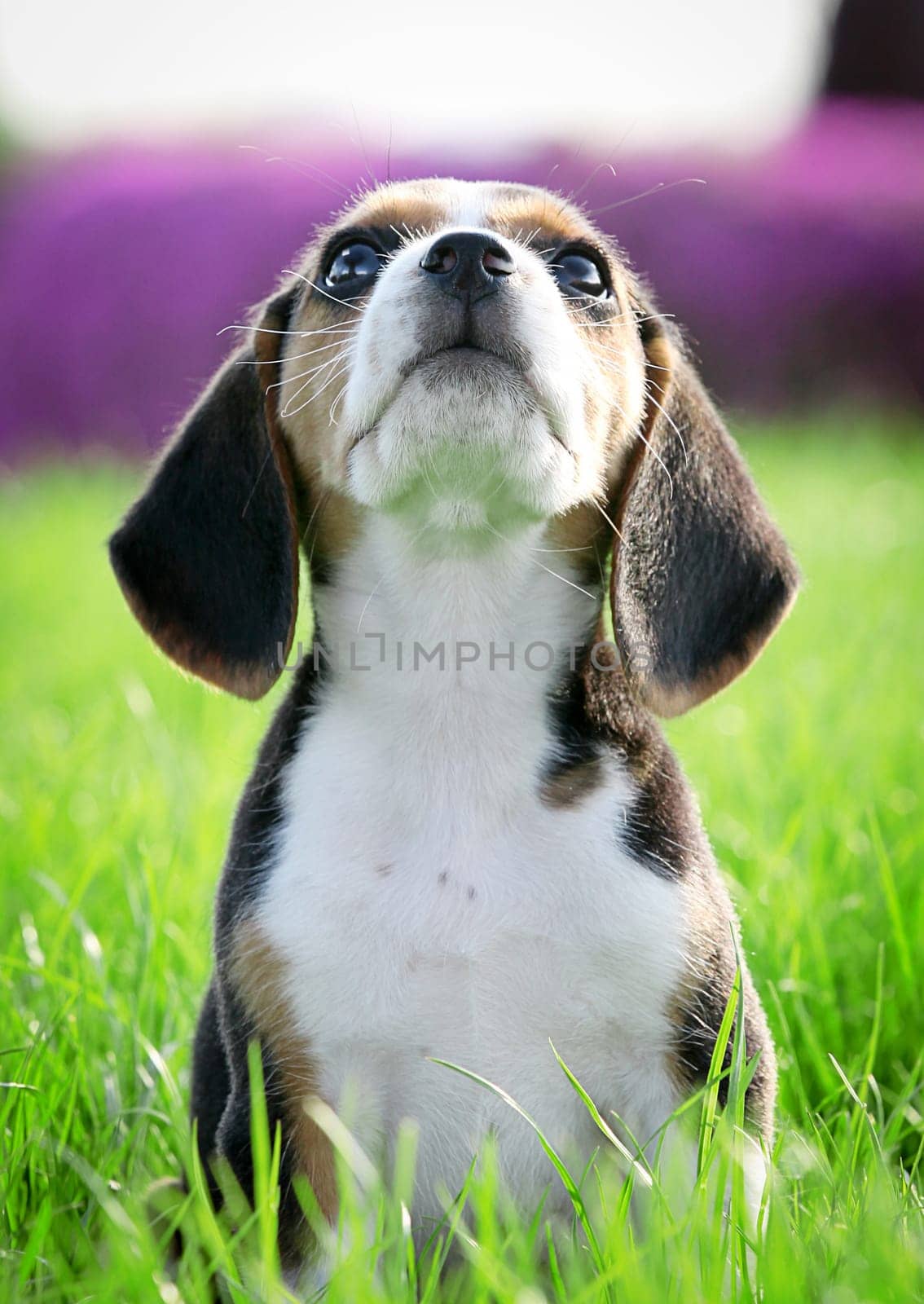 thoroughbred pedigree beagle puppy dog