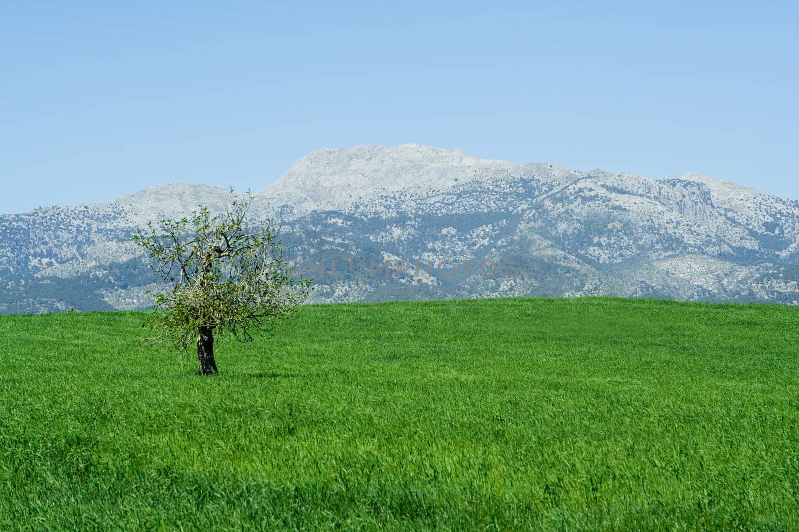 countryside in mallorca spain, olive tree and mountain