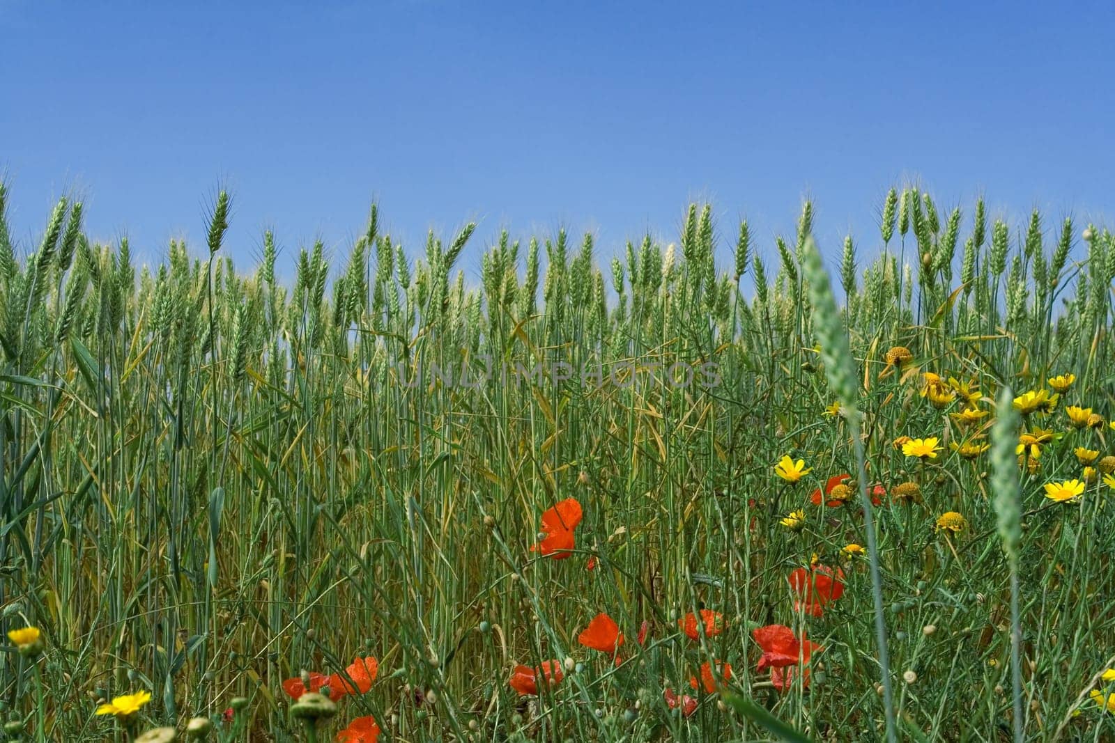 nature, spring flowers growing in wheat field