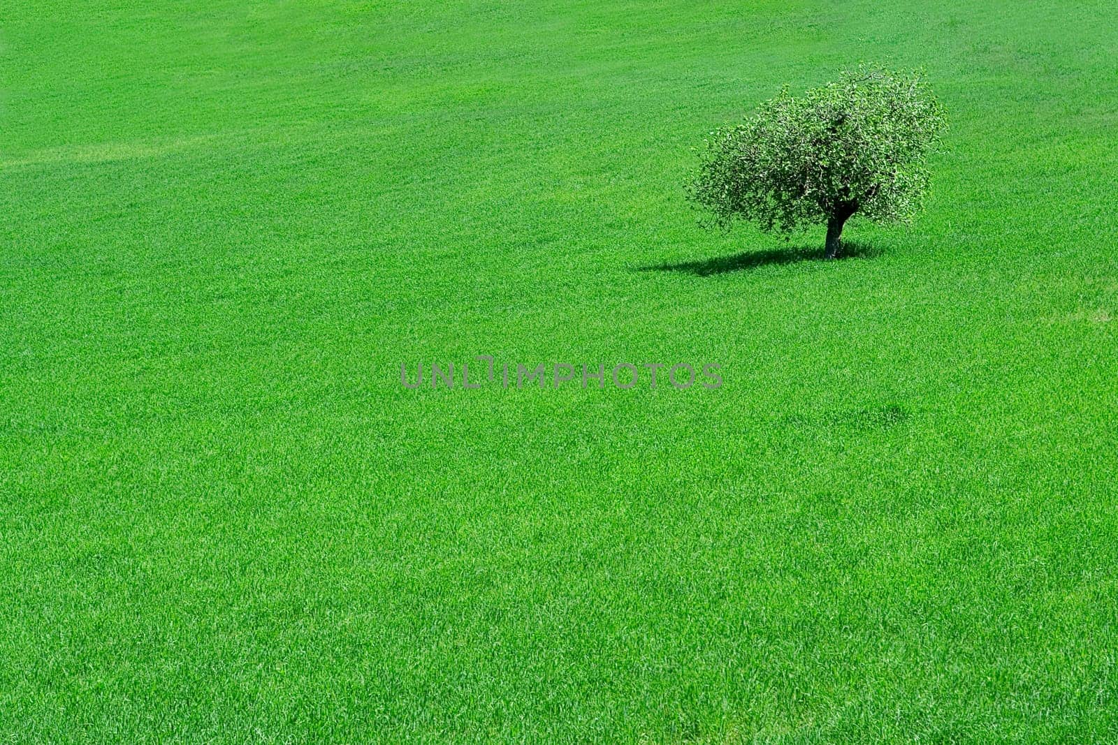 green field with a solitary  tree growing