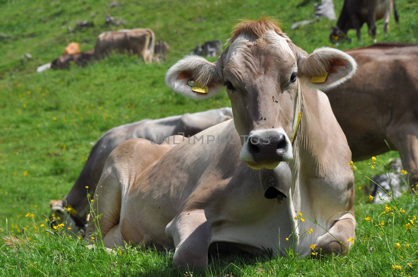 portrait of a cow pasturing free on swiss alpine meadows