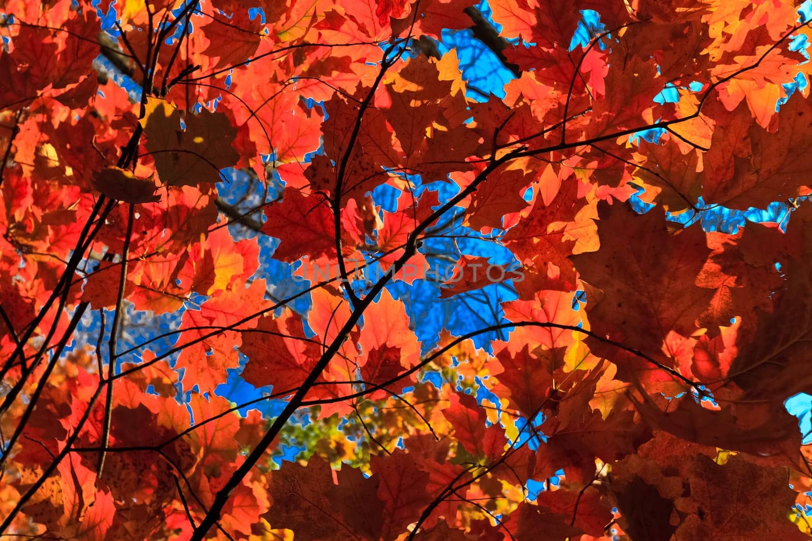 autumn leaves on a background of blue sky