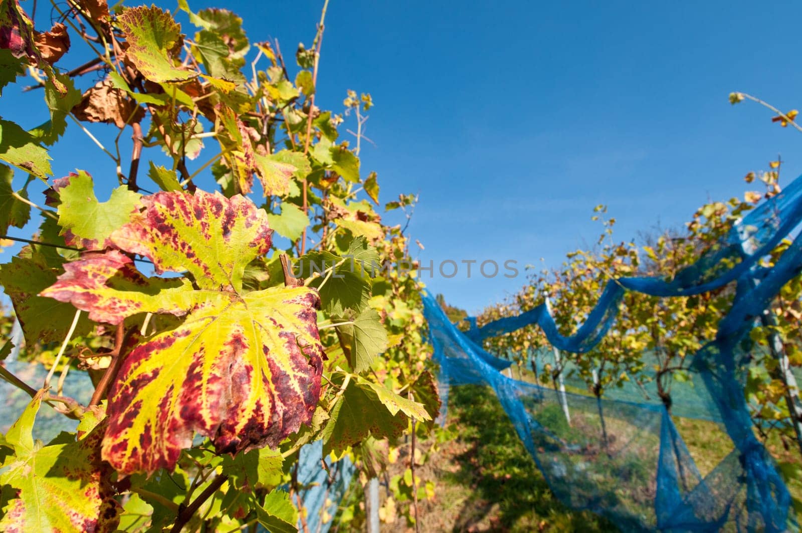 Vines with protection from birds