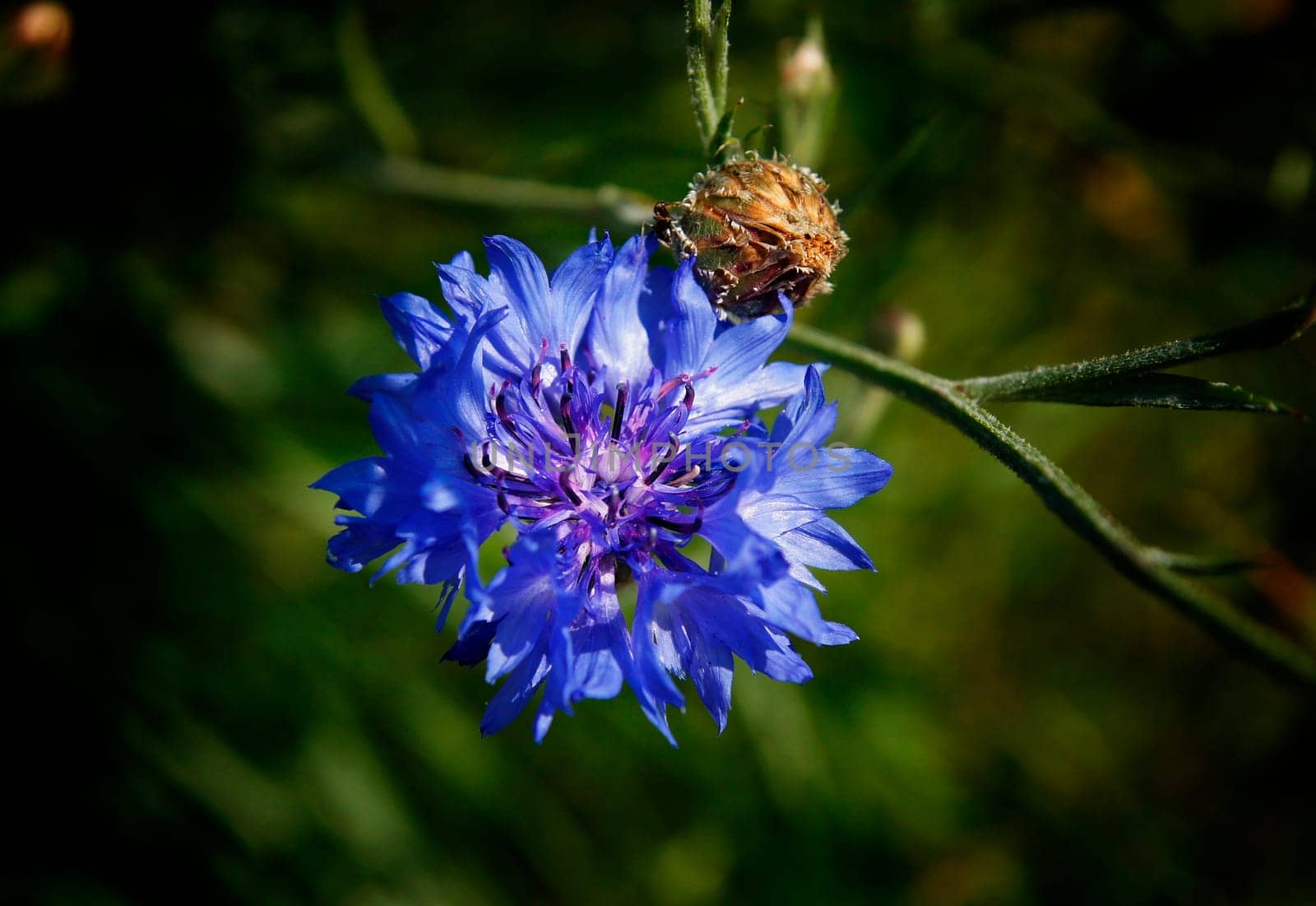 Cornflower