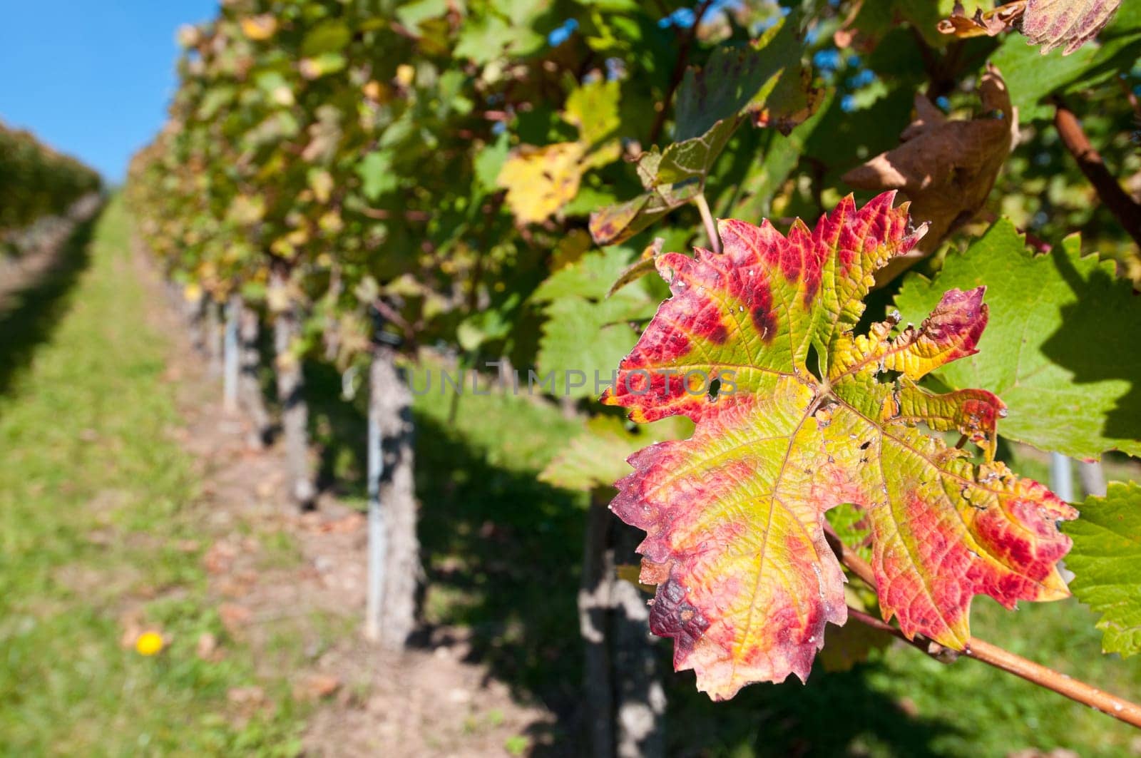 Sunny vineyard with a vine leaf in autumn colour