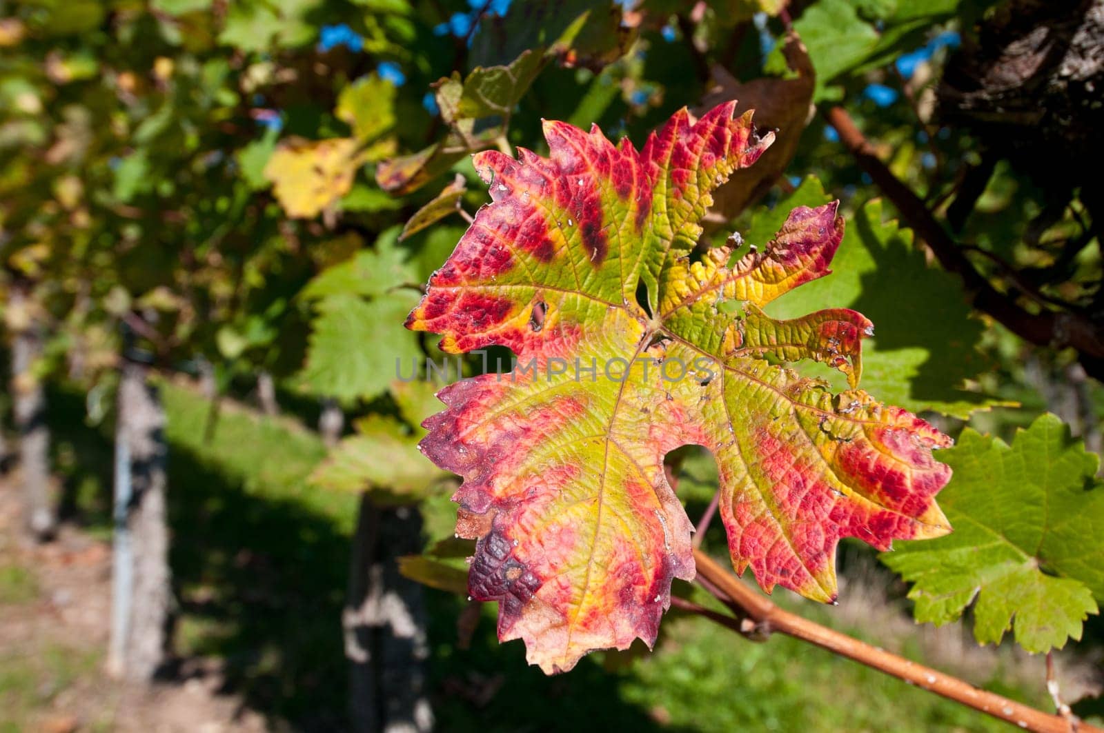 Autumn vine leaf on a vine