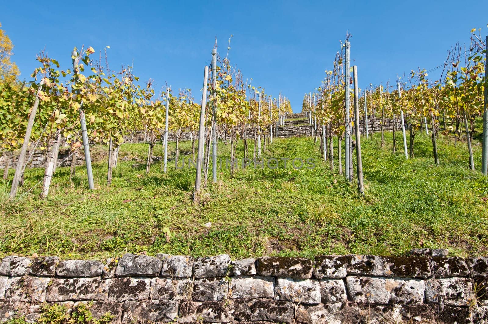 Vineyard wall with young vines in a vineyard