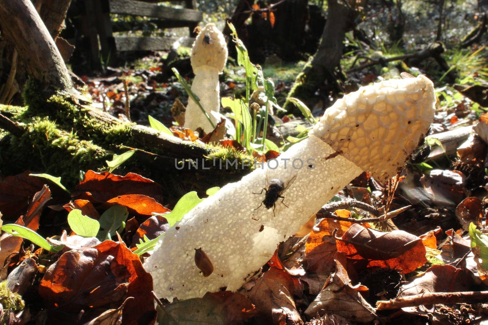 Stink morels in the backlight