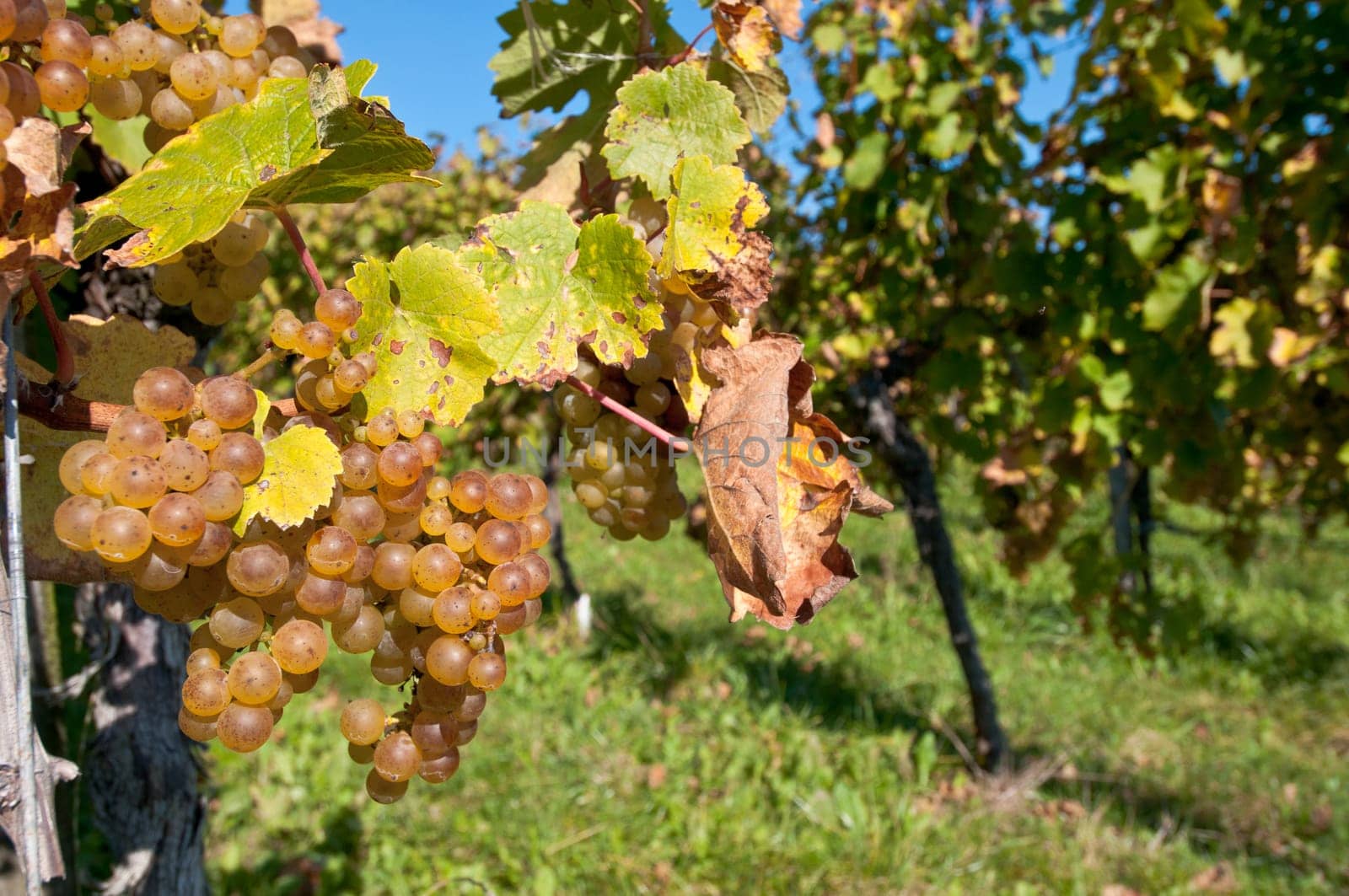 Very ripe white grapes in a vineyard