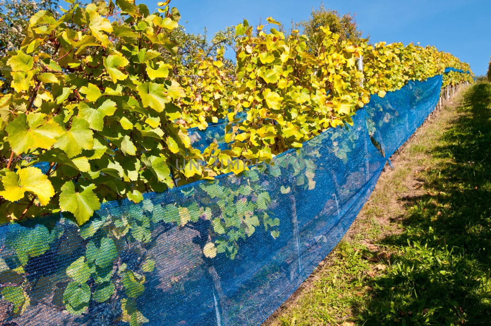 Vineyard with vines protected from birds