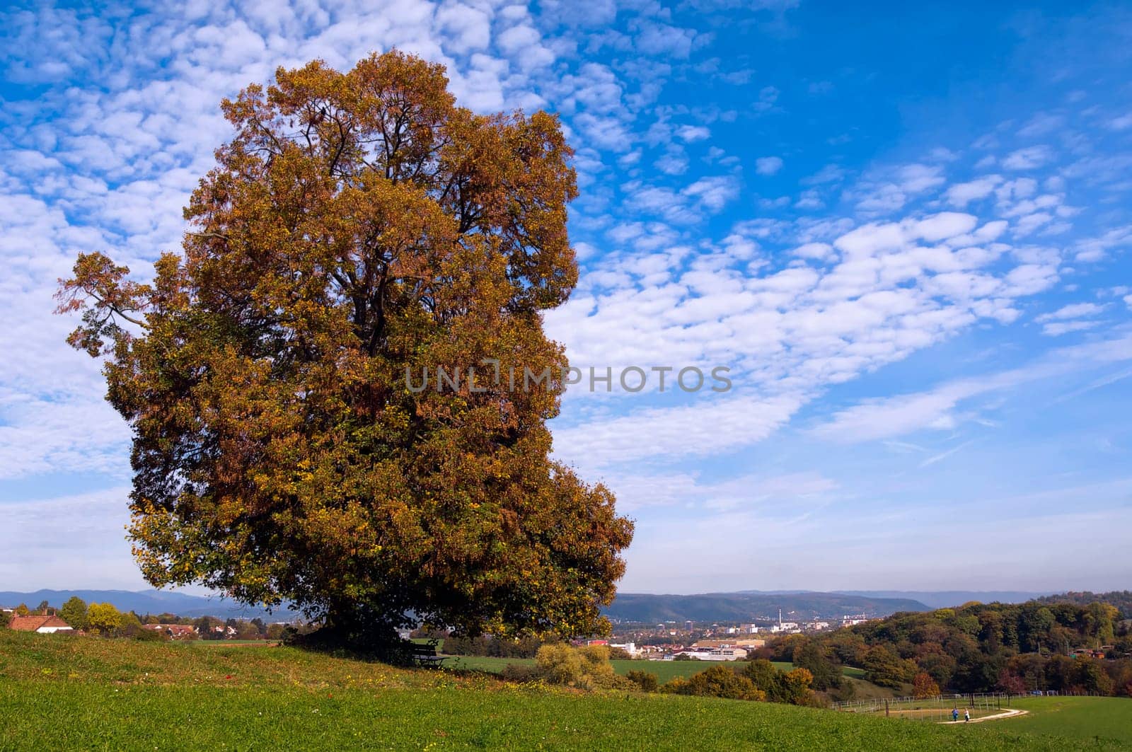 My favourite lime tree in autumn dress