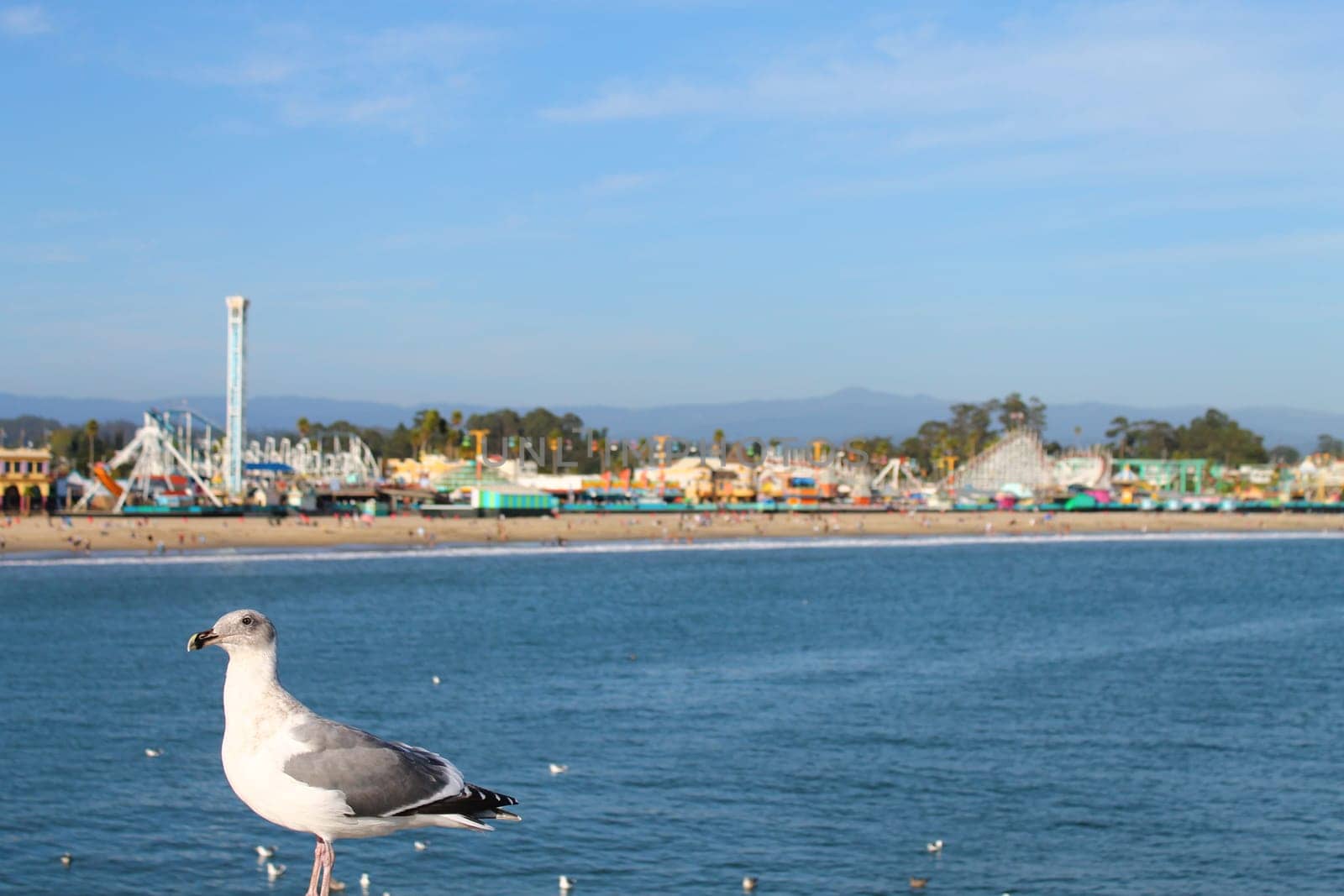 A Seagull with the Santa Cruz entertainment park