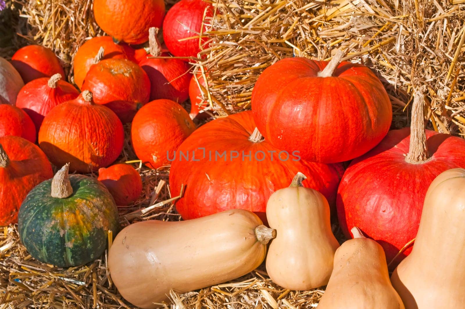 Decoration for Thanksgiving