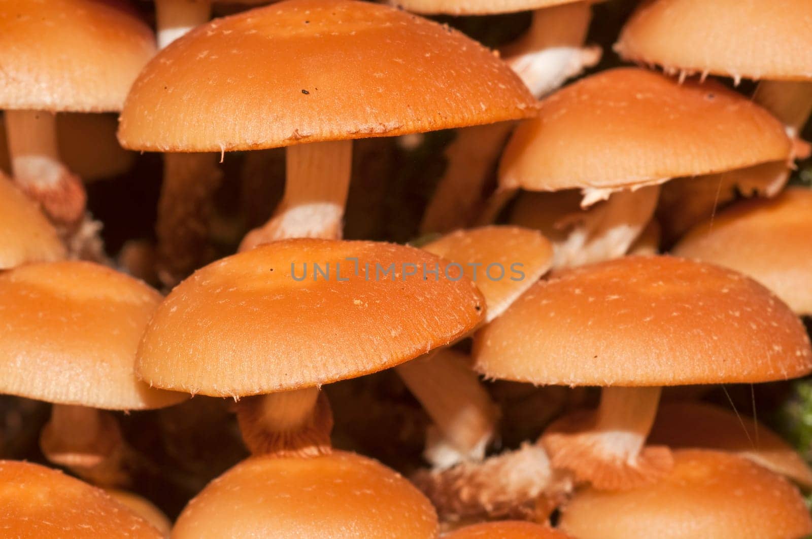 Velvet foot, Flammulina velutipes