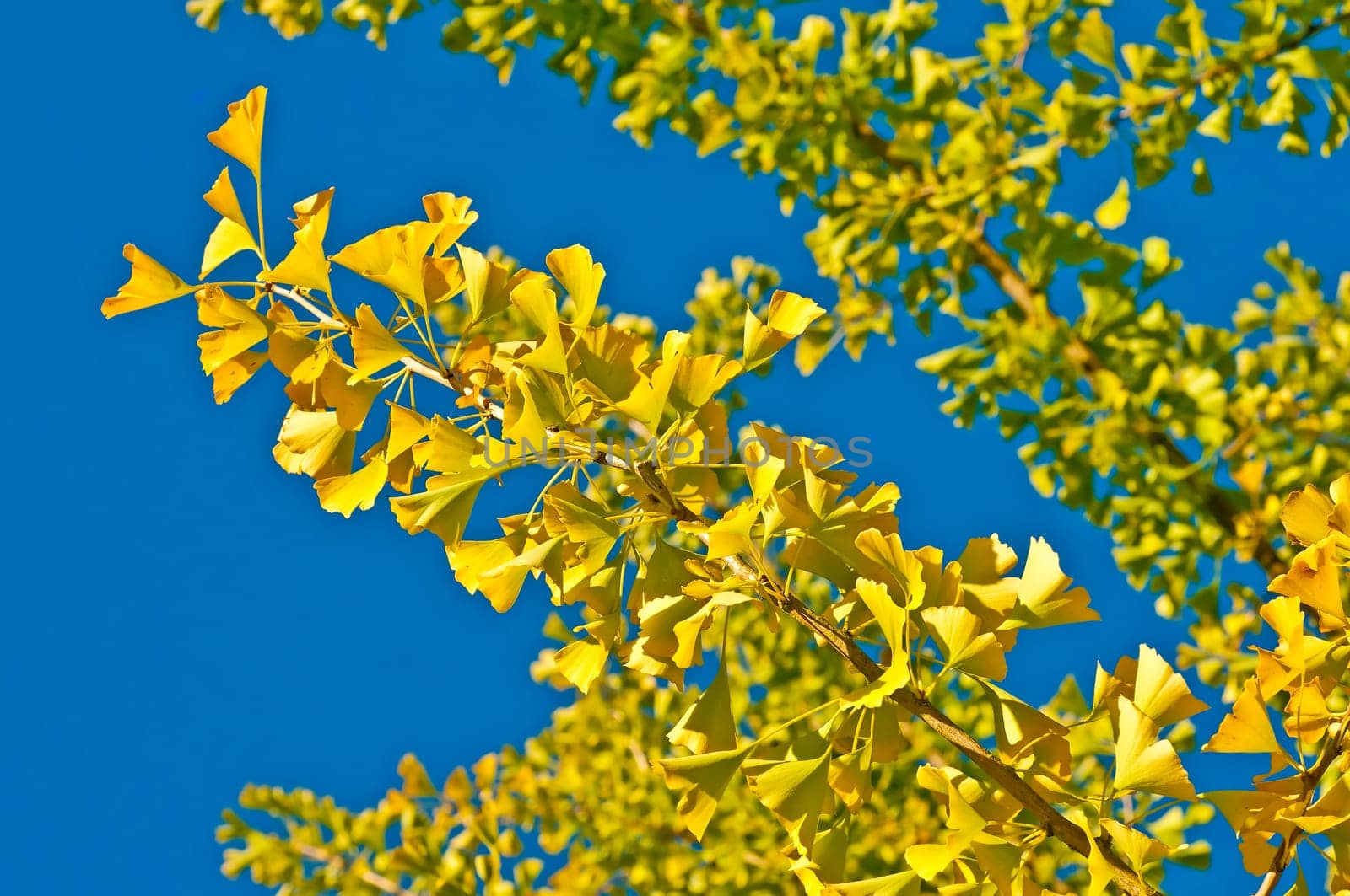 Gingko tree with autumn leaves