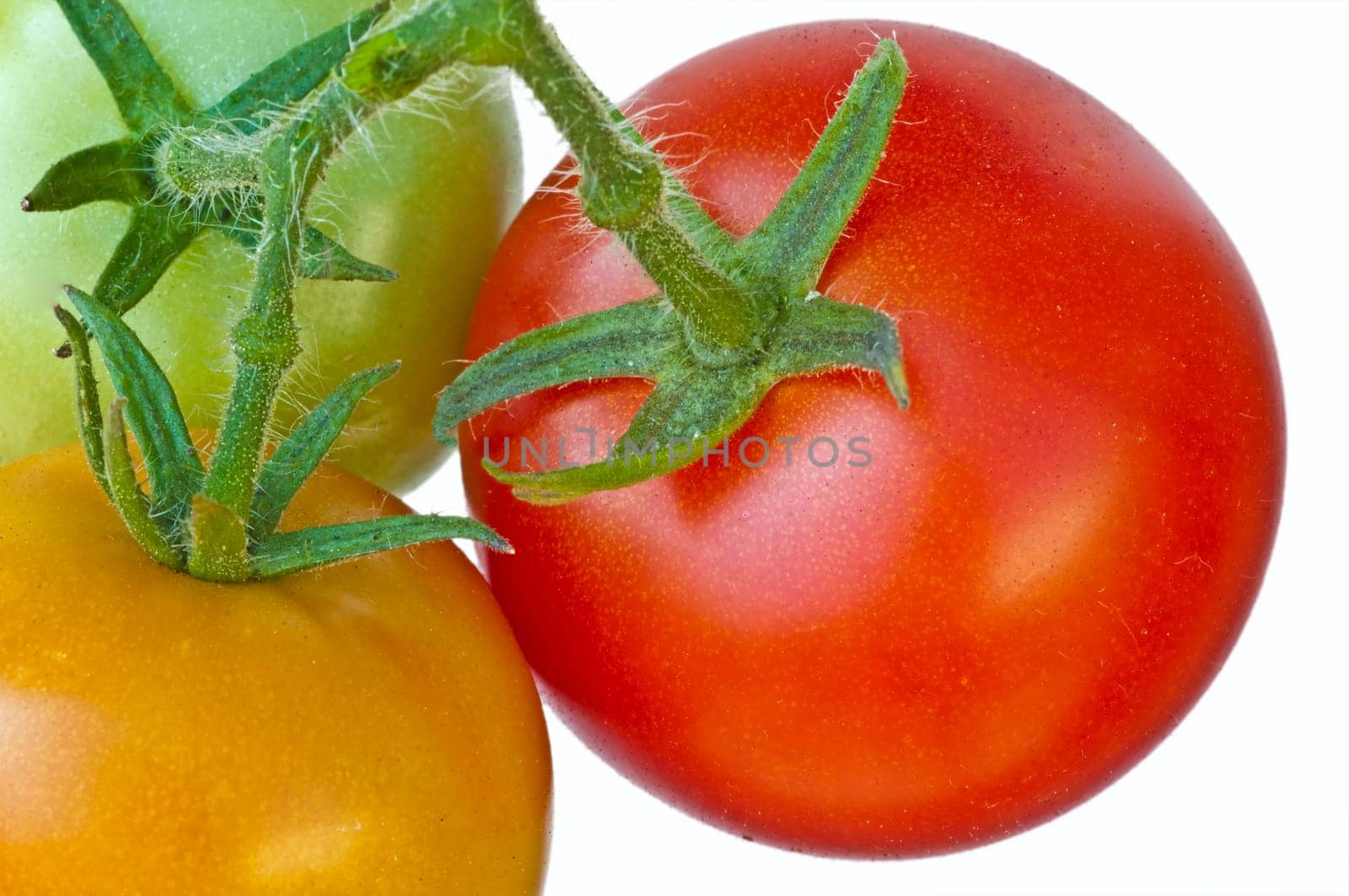 Tomato ripe and unripe