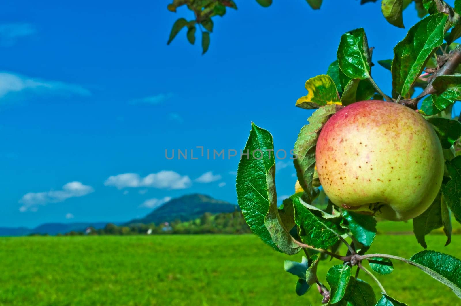Apple with landscape