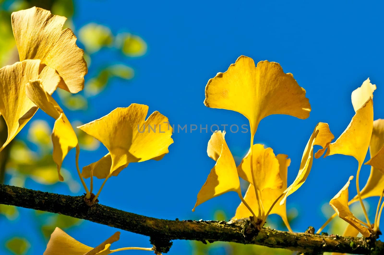 Gingko tree with autumn leaves