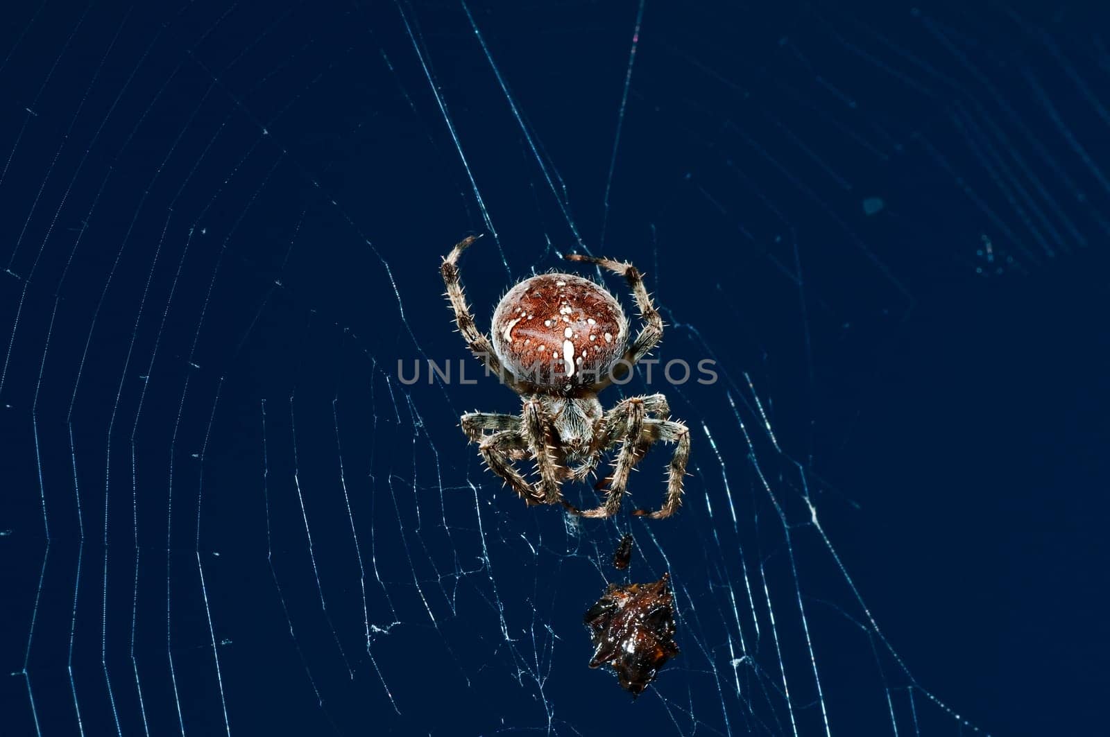 Cross spider,Araneus diadematus