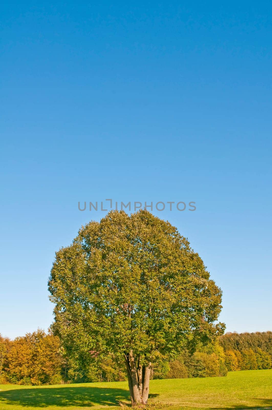 Tree in autumn