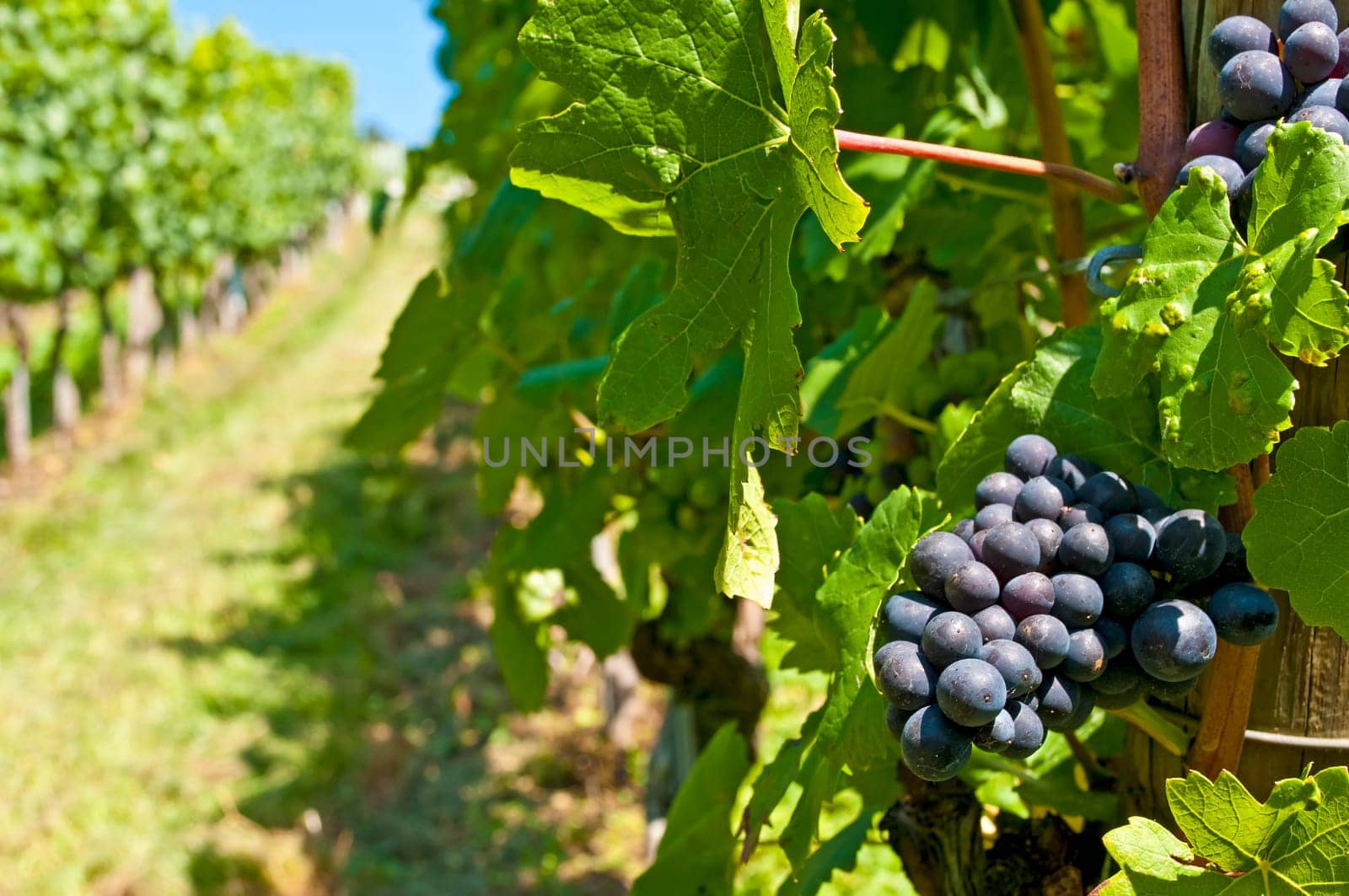 Grapes in the vineyard