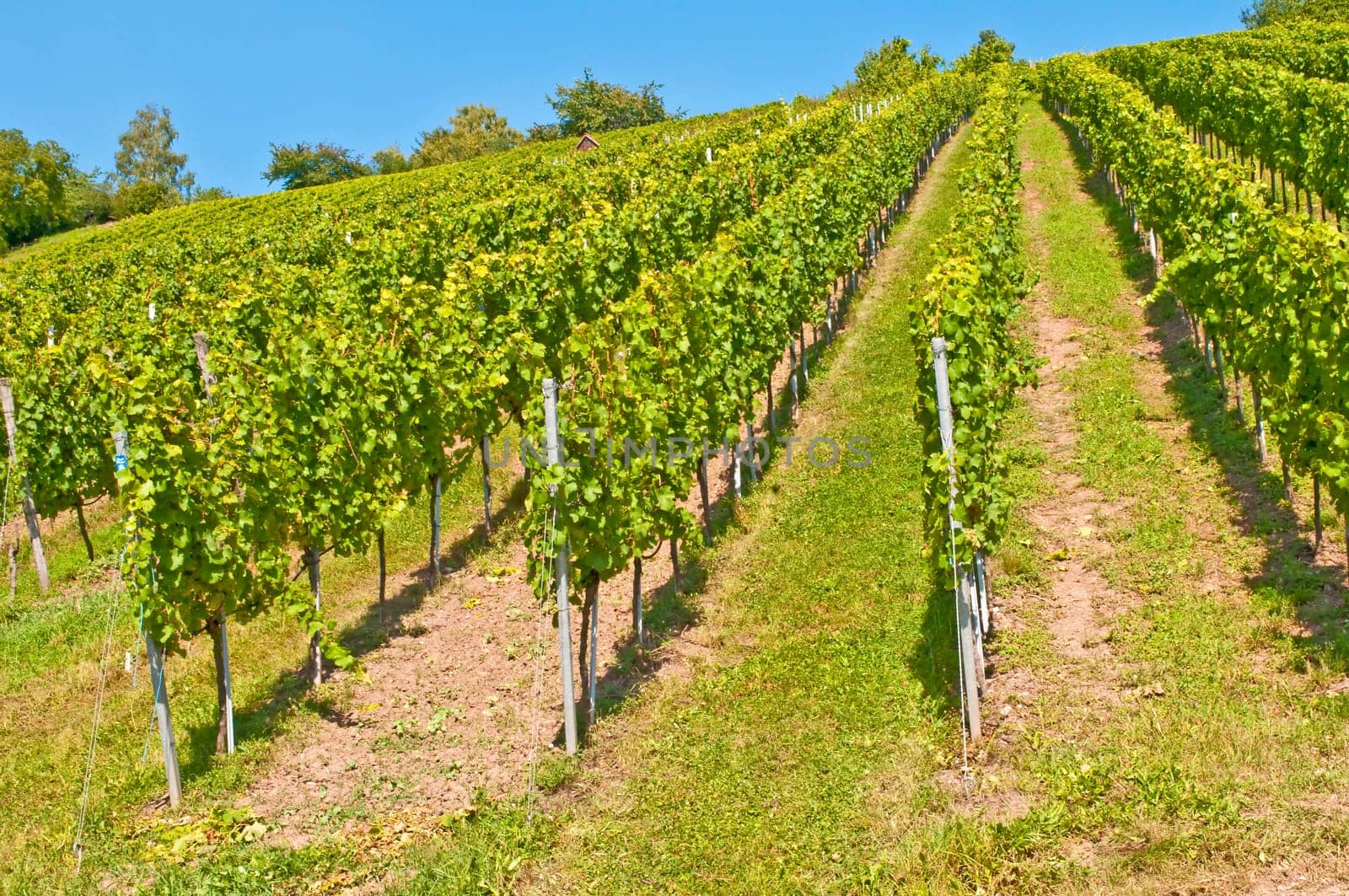 Vineyard