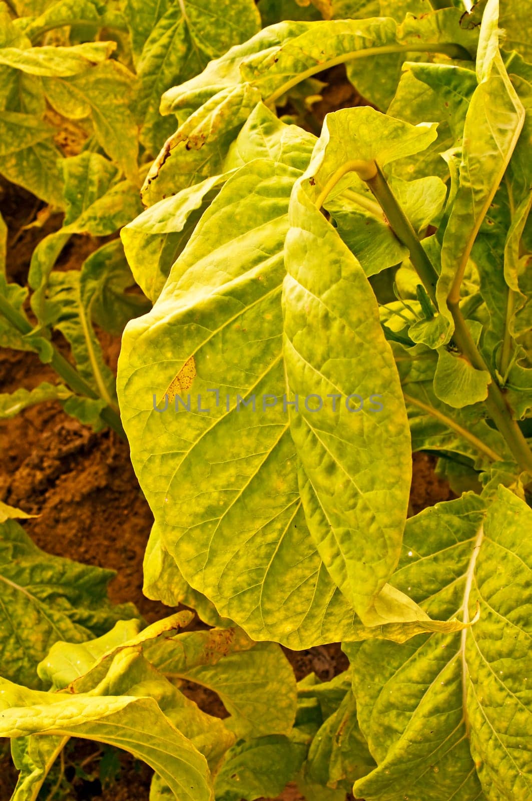 Cultivation of tobacco
