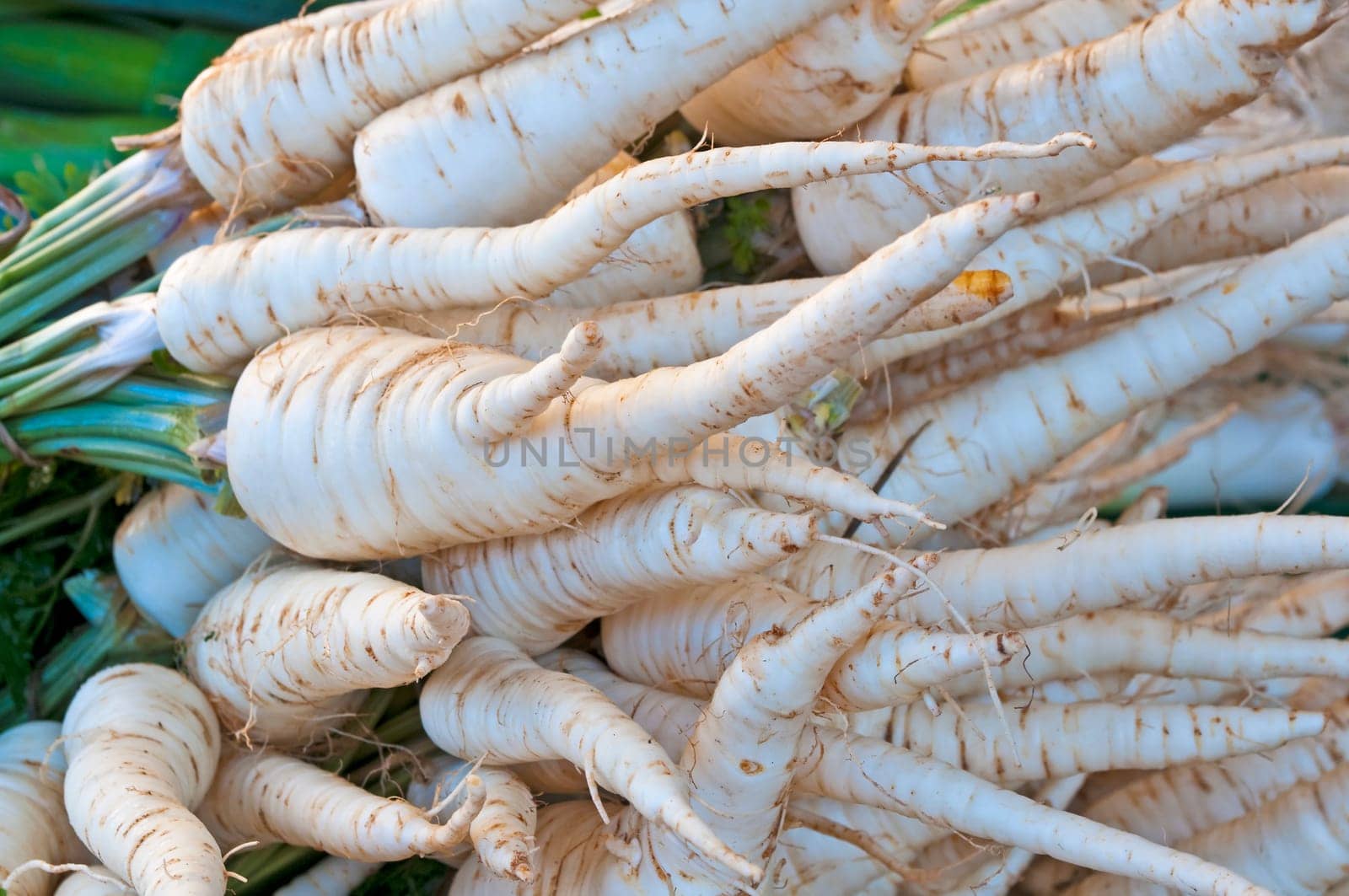 Root parsley