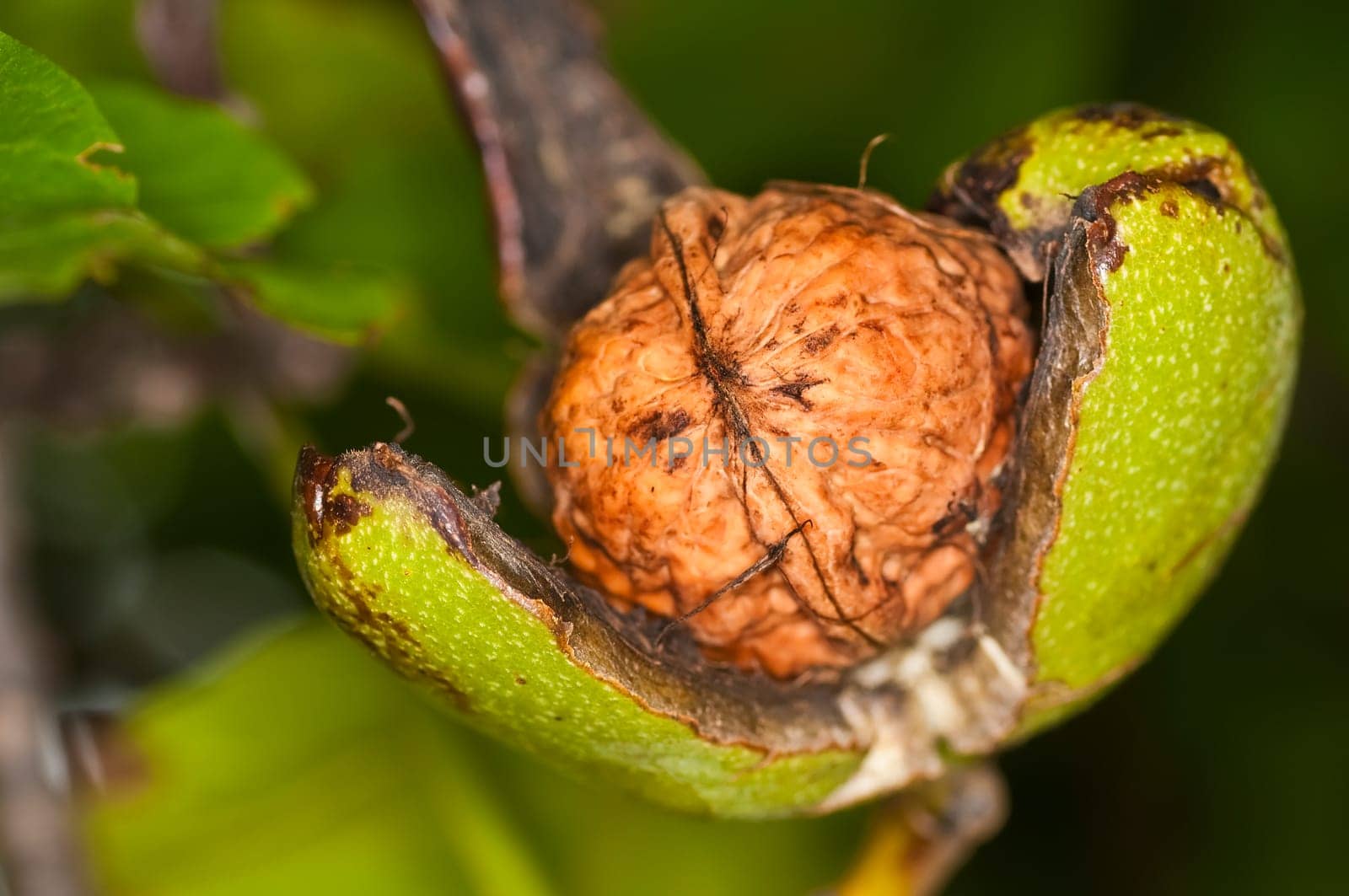 Walnut on the tree