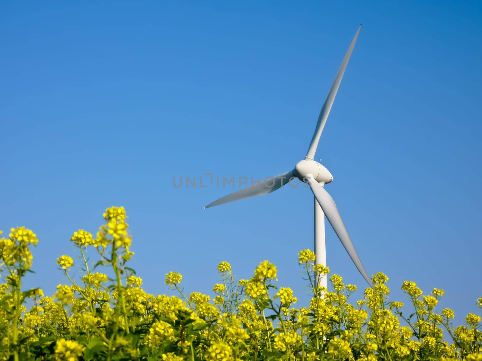 Wind turbine with rapeseed field