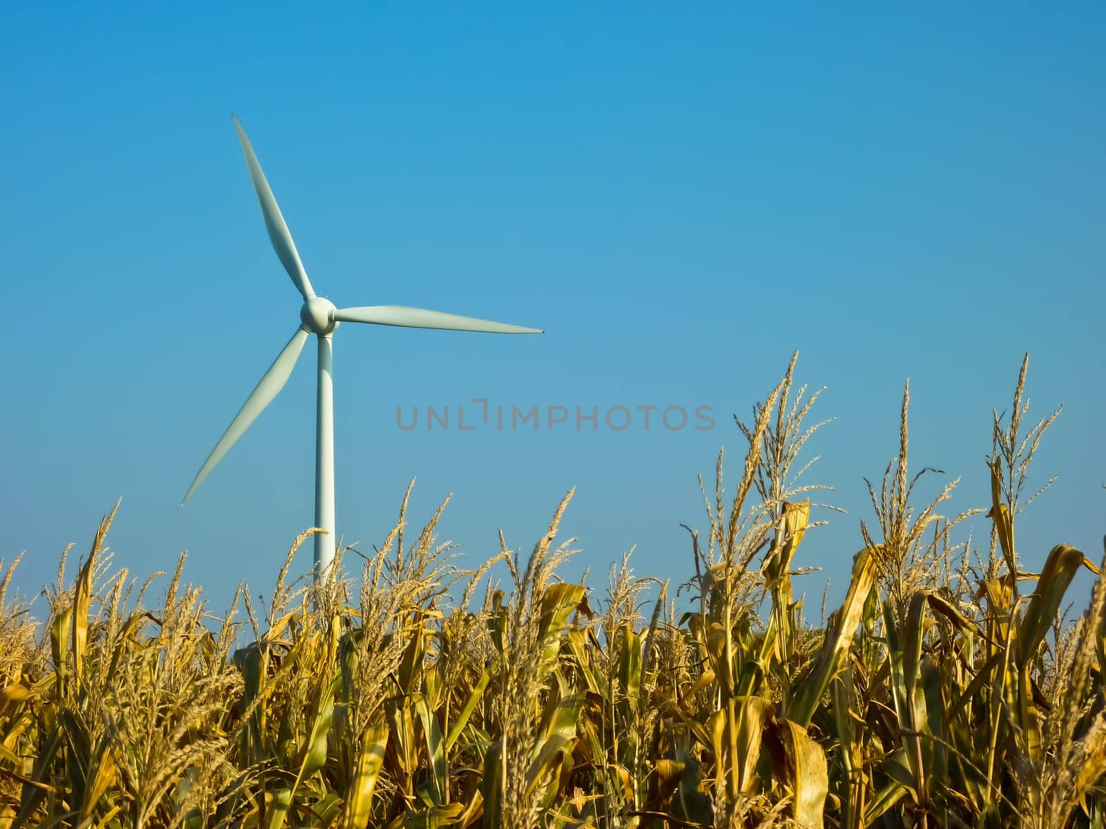 Wind turbine with corn field