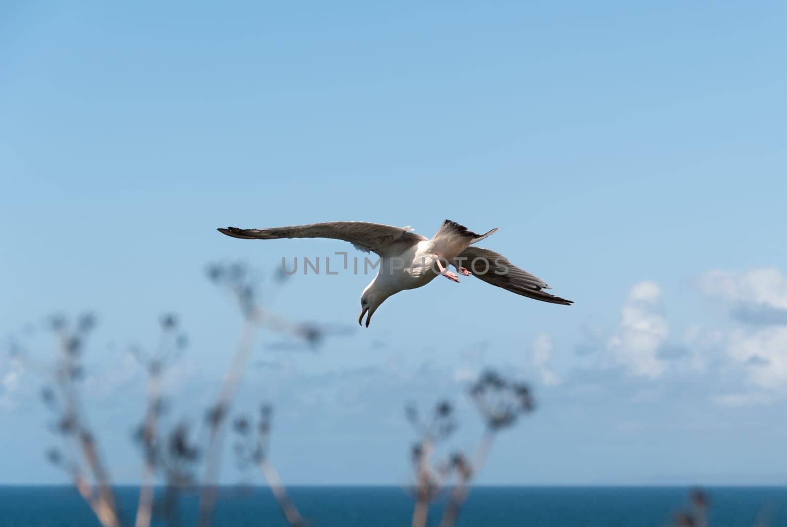 gull dive in port isaac in cornwall