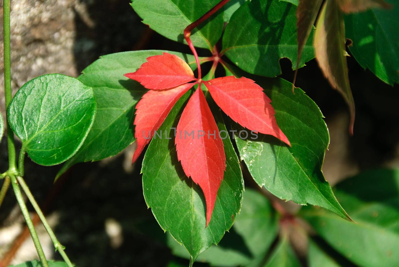 green and red leaves in autumn
